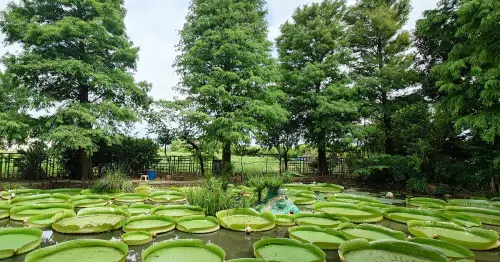 桃園觀音親子一日遊！探訪全台冠軍休閒農業區，到觀音乘大王蓮、吃義式披薩。