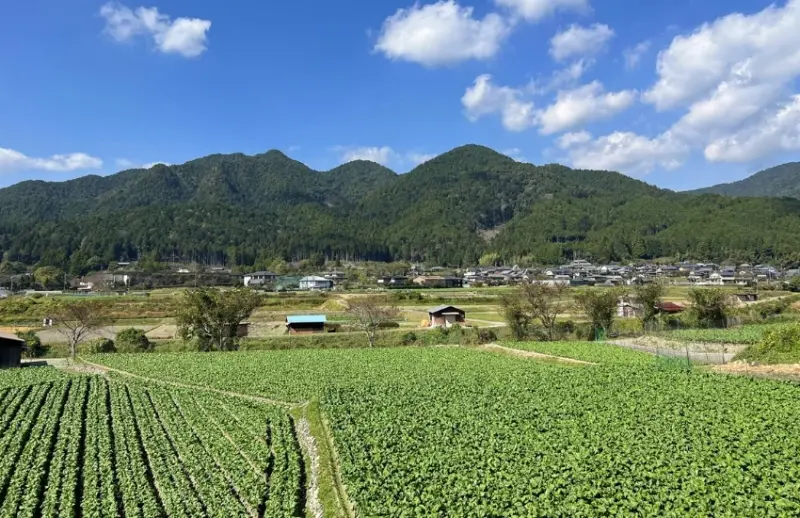 屬於京都人的降溫美學，距離河原町15分鐘車程，走訪京都上古森林「糺之森」，連結下鴨神社與河合神社的參拜散策。