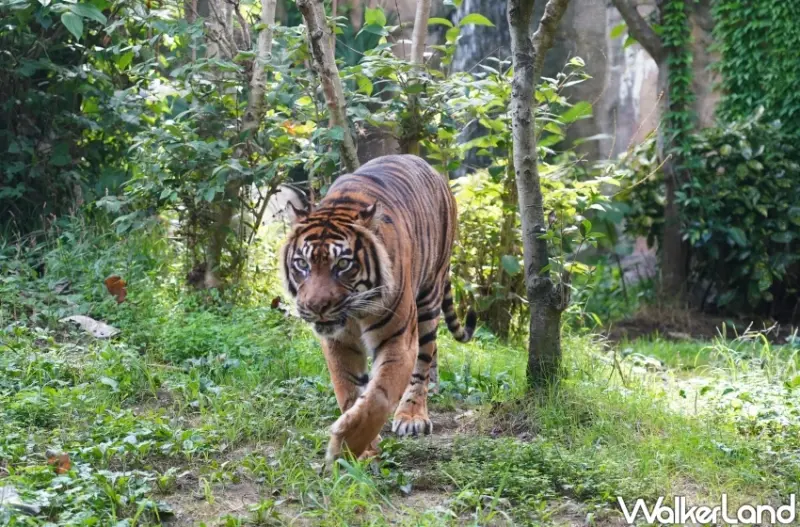 親子首選仙台景點！八木山動物園猛獸、北極熊一次看，近距離互動可愛小動物，票價超佛心。