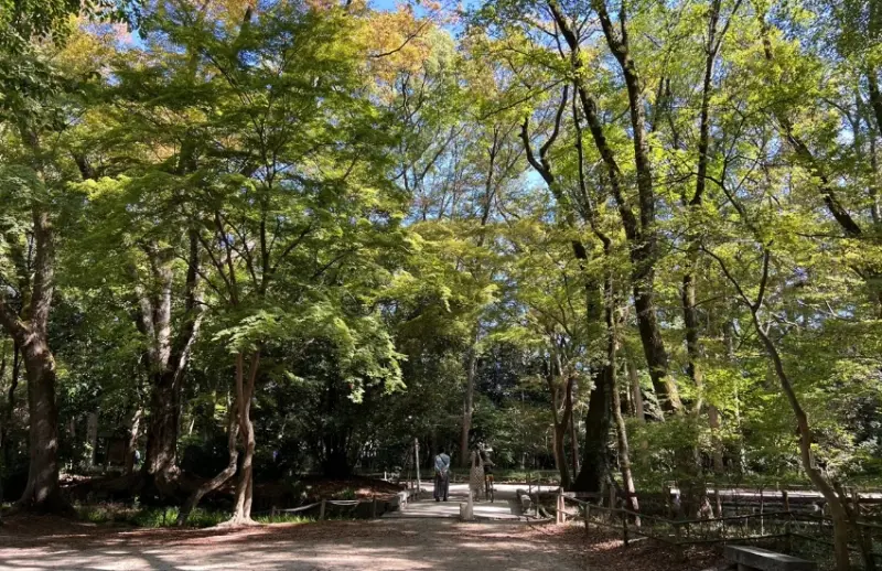 屬於京都人的降溫美學，距離河原町15分鐘車程，走訪京都上古森林「糺之森」，連結下鴨神社與河合神社的參拜散策。