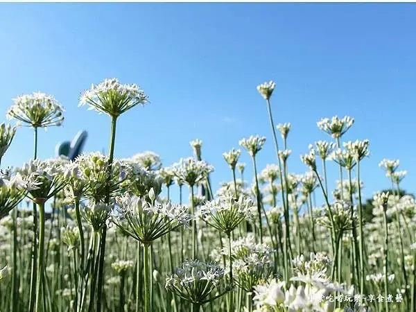 桃園大溪一日遊！來去韭菜花田看9月雪，大溪老宅咖啡廳也好拍。 / 部落客「小紫吃喝玩樂~」提供