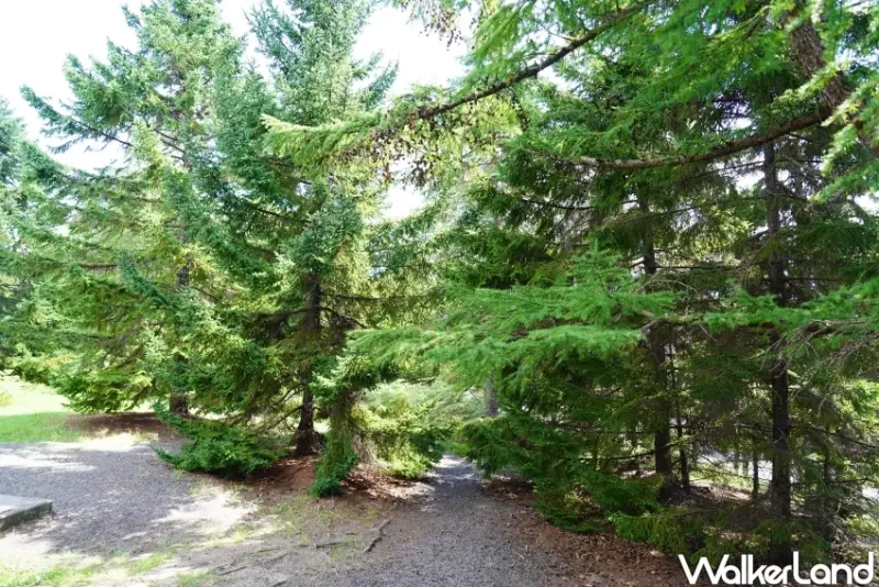 穿越2萬年的仙景景點！地底之森博物館 揭開冰河時期森林記憶，直擊石器時代遺跡。