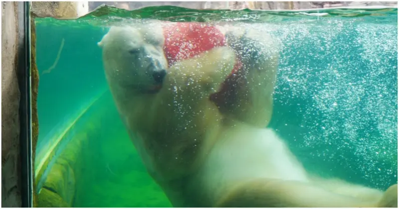 親子首選仙台景點！八木山動物園猛獸、北極熊一次看，近距離互動可愛小動物，票價超佛心。