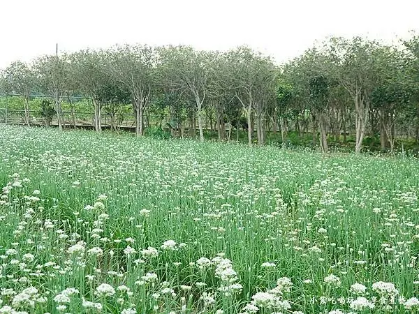 桃園大溪一日遊！來去韭菜花田看9月雪，大溪老宅咖啡廳也好拍。 / 部落客「小紫吃喝玩樂~」提供