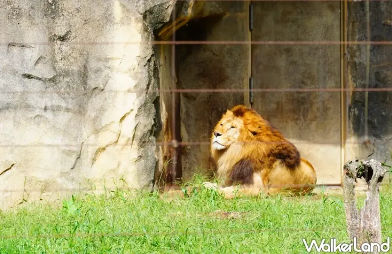 親子首選仙台景點！八木山動物園猛獸、北極熊一次看，近距離互動可愛小動物，票價超佛心。