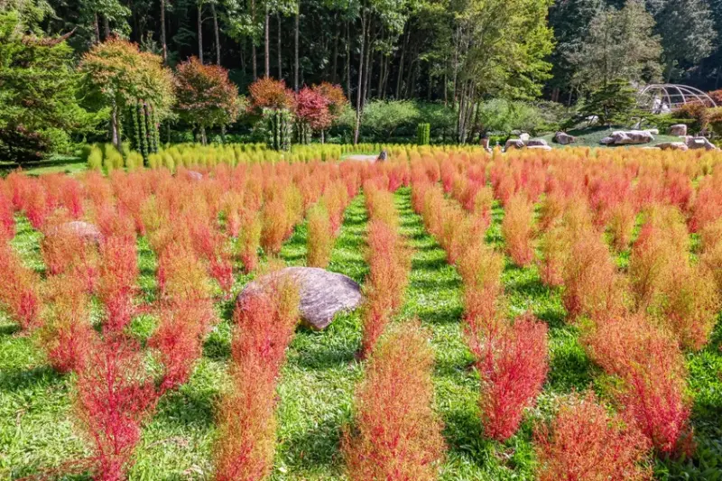 南投杉林溪也有波波草！轉紅一路美到11月，限定住宿優惠到杉林溪避暑。