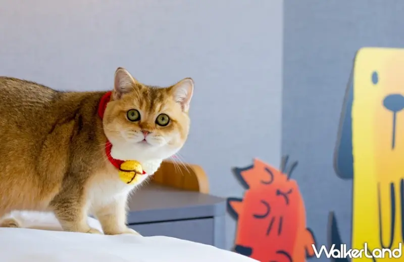 嘉義秋季活動全攻略！福容voco酒店住房專案結合光織影舞與東石海之夏打造夢幻旅程。