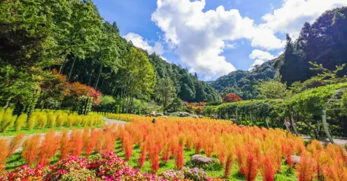 南投杉林溪也有波波草！轉紅一路美到11月，限定住宿優惠到杉林溪避暑。