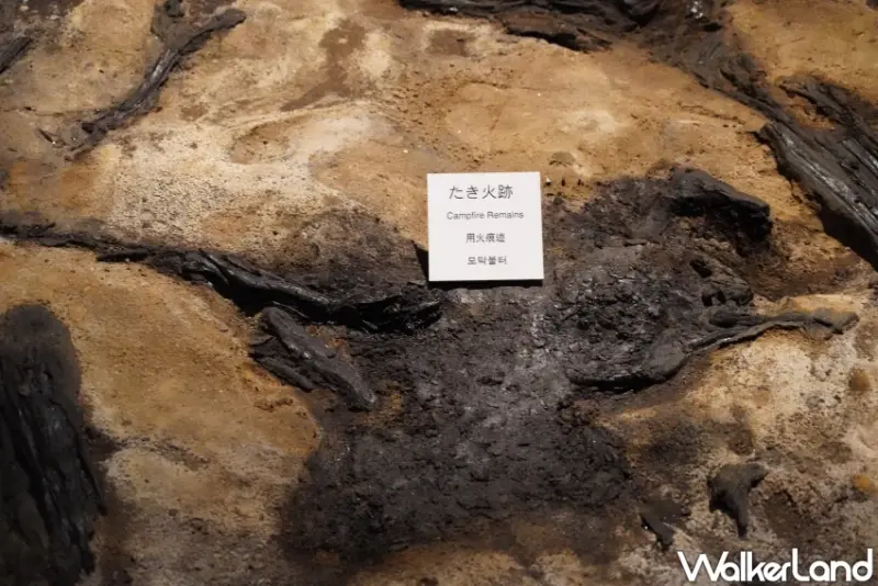 穿越2萬年的仙景景點！地底之森博物館 揭開冰河時期森林記憶，直擊石器時代遺跡。