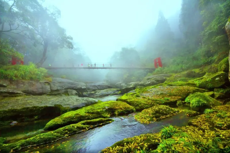 南投杉林溪也有波波草！轉紅一路美到11月，限定住宿優惠到杉林溪避暑。