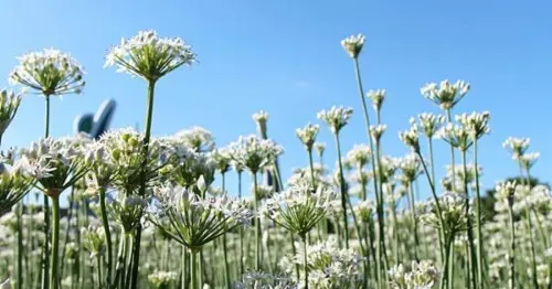 到韭菜花海拍美照！桃園大溪免費賞花一日遊，順訪老街、咖啡廳悠閒一天。