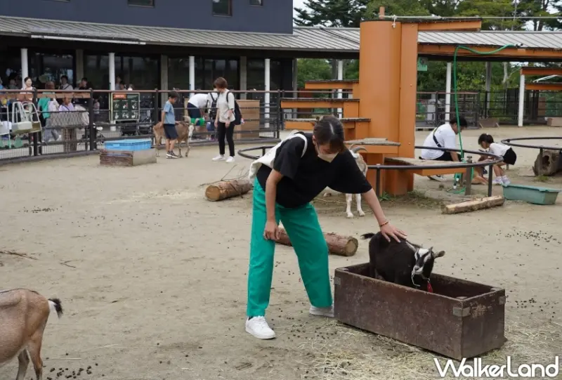 親子首選仙台景點！八木山動物園猛獸、北極熊一次看，近距離互動可愛小動物，票價超佛心。