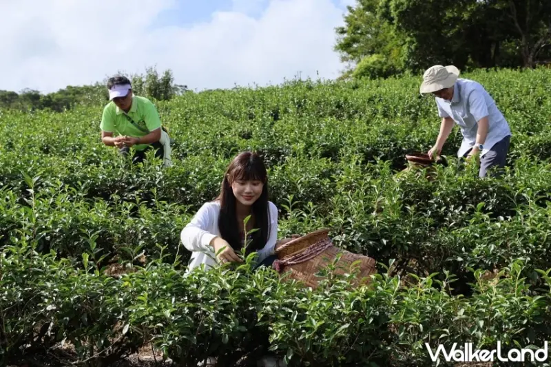 新北綠色旅遊攻略！坪林、三峽、雙溪3條秘境路線，週末就出發體驗最真實的在地文化。
