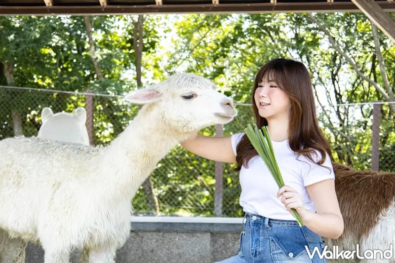 宜蘭Villa買一送一！綠舞國際觀光飯店「Chill Go Villa」獨享日式庭園與檜木浴缸，從美食到動物互動體驗一次滿足。