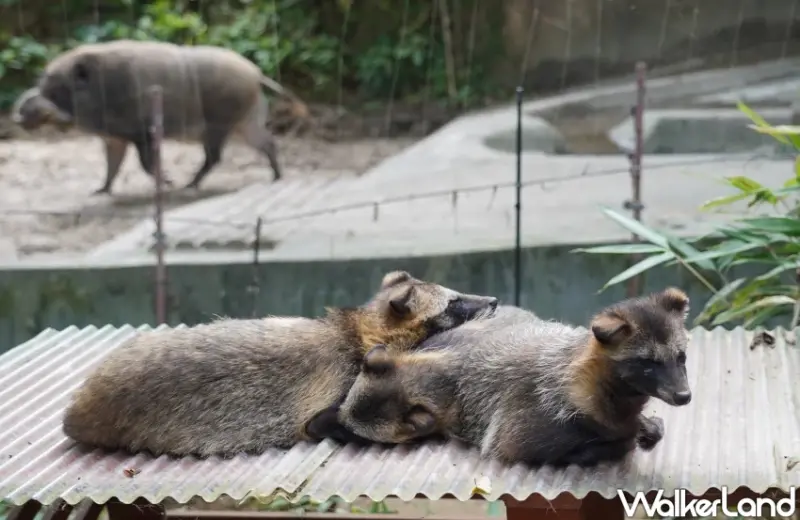 親子首選仙台景點！八木山動物園猛獸、北極熊一次看，近距離互動可愛小動物，票價超佛心。
