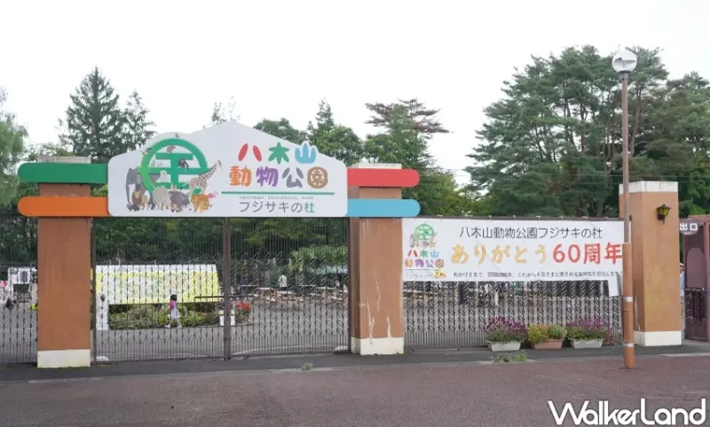 親子首選仙台景點！八木山動物園猛獸、北極熊一次看，近距離互動可愛小動物，票價超佛心。