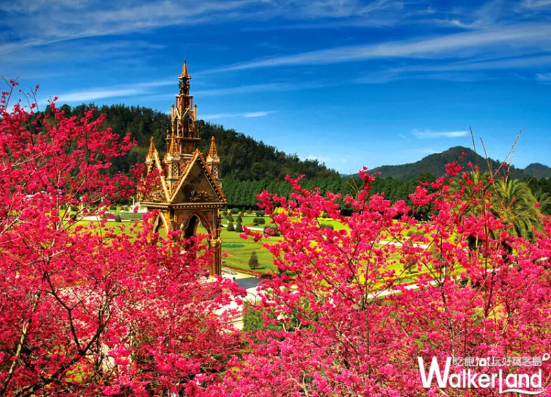 九族文化村櫻花季