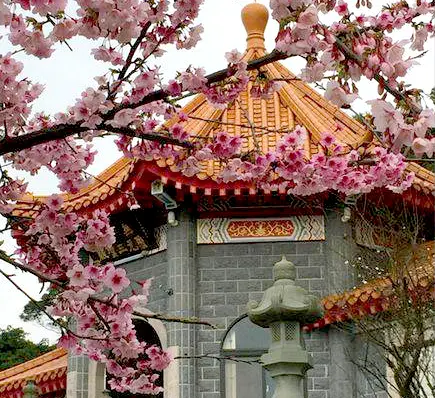 淡水‧天元宮三色櫻