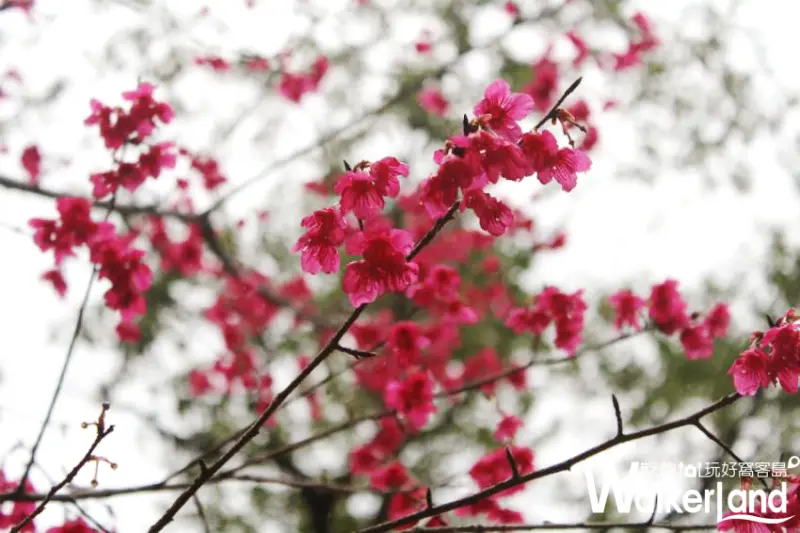 角板山行館,野餐,山櫻花