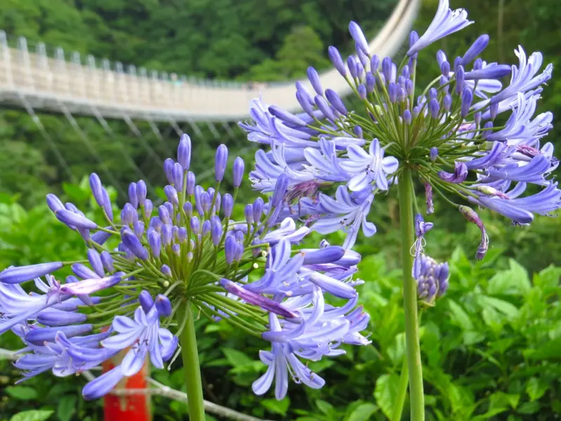 【得獎公告】象徵戀情降臨的愛情花盛開中！紫色浪漫正在席捲南投猴探井天空之橋！