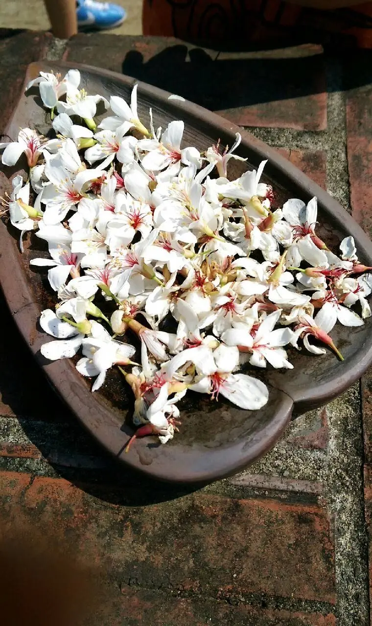 【遊】苗栗梧桐花公園客家大院 春賞梧桐花