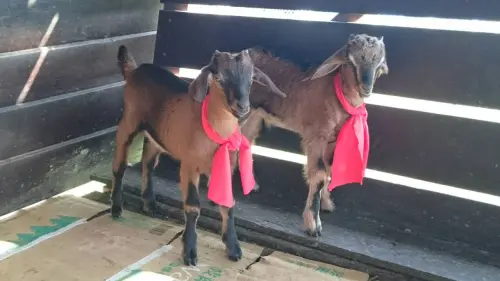 大家來一起玩！ 新北浮洲小公羊 「迪迪」、「勒勒」可愛萌樣討喜！