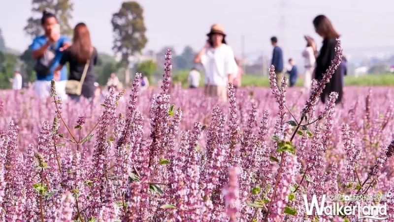 2018桃園花彩節「仙草花花海」 / WalkerLand窩客島提供