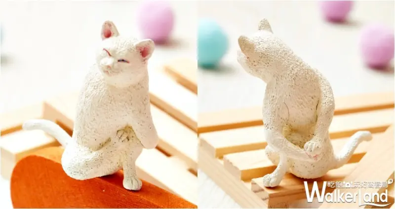 貓瑜珈大師 / WalkerLand窩客島提供