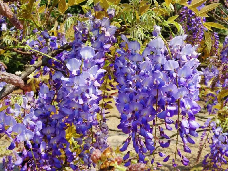 【得獎公告】傳說中的春天紫色瀑布 淡水紫藤咖啡園正式開園囉！