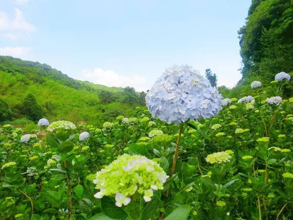 窩客 兩隻小豬 推薦 午後陽光繡球花田