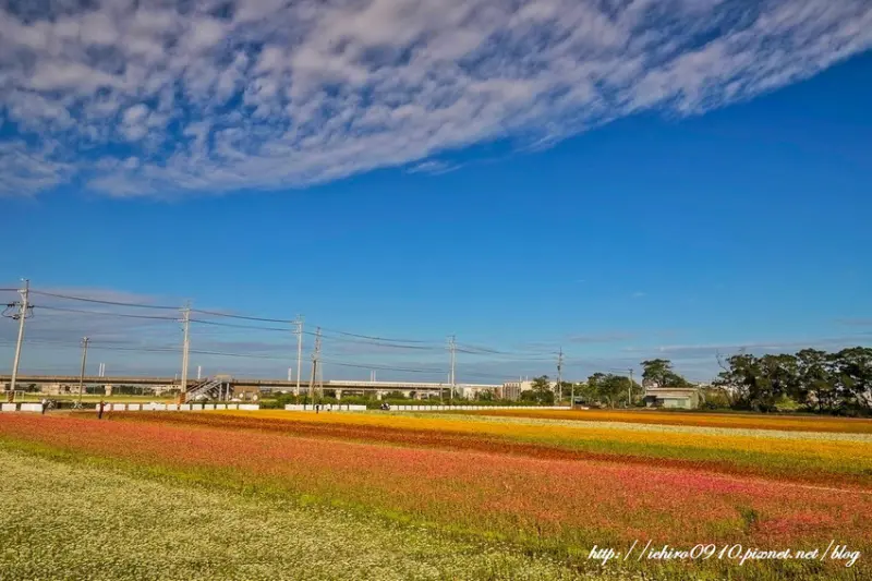 2018桃園花彩節 /旅遊窩客 小風o 提供