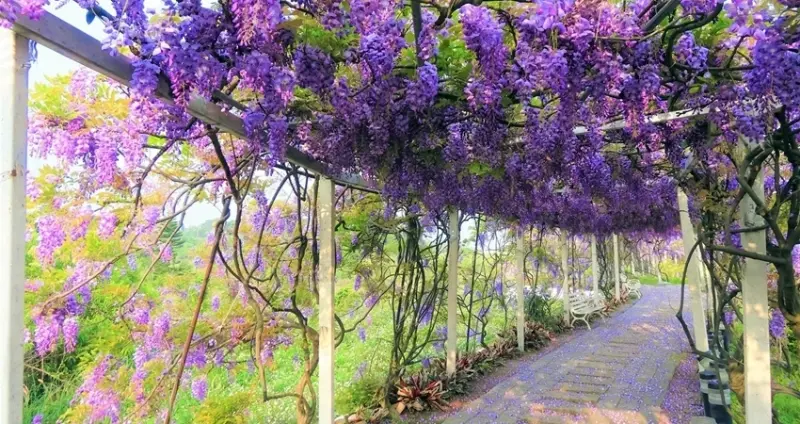 原來淡水還能這樣玩！編輯大推「臨山觀海」路線4大美景，因為景致美得太危險，一路拍到手機、相機沒電也只是剛好而已！