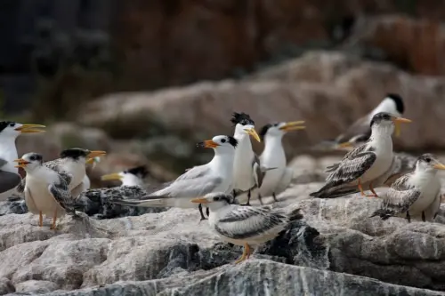 「神話之鳥」現身！2015年馬祖賞鷗自由行啟航，秘賞燕鷗群起飛舞！