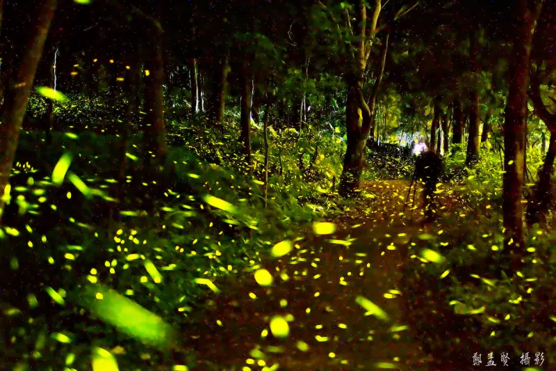 惠蓀林場 螢火蟲賞螢趣本周登場