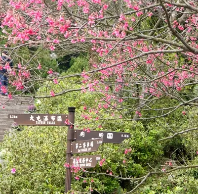 窩客島賞花前哨站！2015陽明山花季粉嫩登場，櫻花盛開美不勝收！