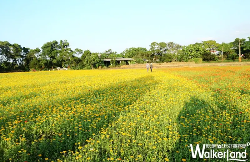 瞬間穿越北海道！桃園花彩節楊梅花區開幕，驚現繽紛漸層花海，情侶放閃、網紅打卡、文青沉思最佳聖地!