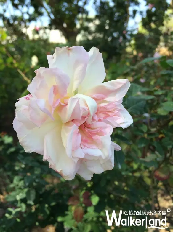 新生公園,玫瑰展,賞花