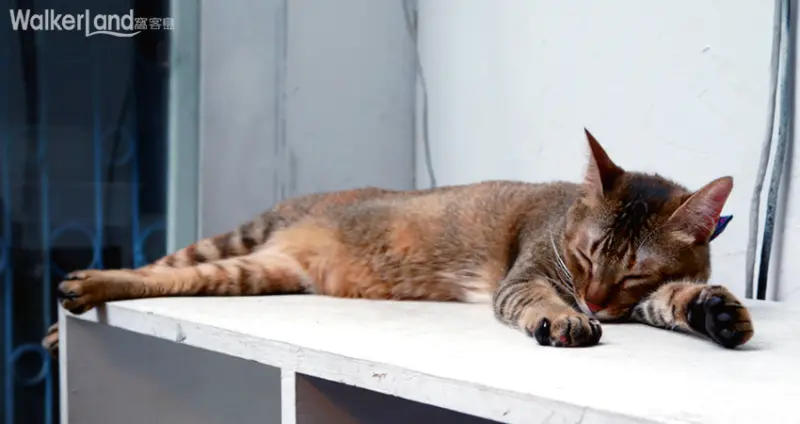 寵物餐廳 猫ちゃんの友達（貓咪先生的朋友） 東區 忠孝復興 