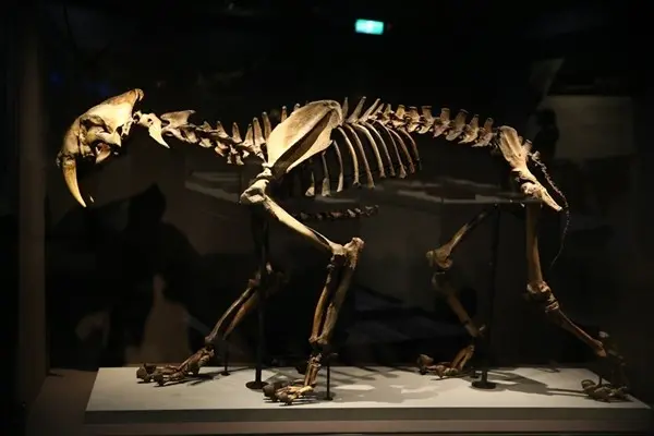 大英自然史博物館展-TREASURES OF THE NATURAL WORLD