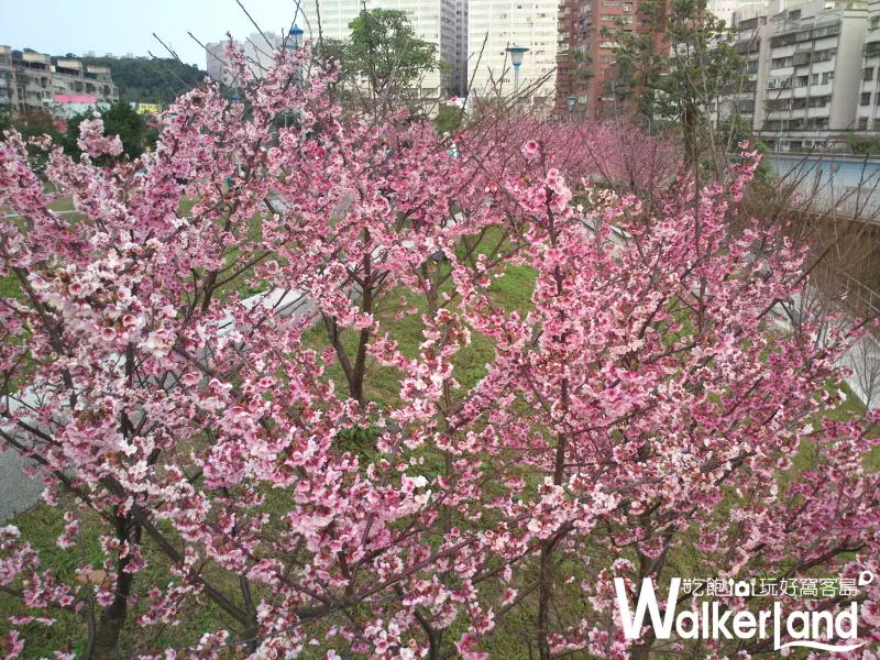賞櫻,台北賞櫻,寒櫻,賞櫻秘境,內湖樂活公園,樂活公園