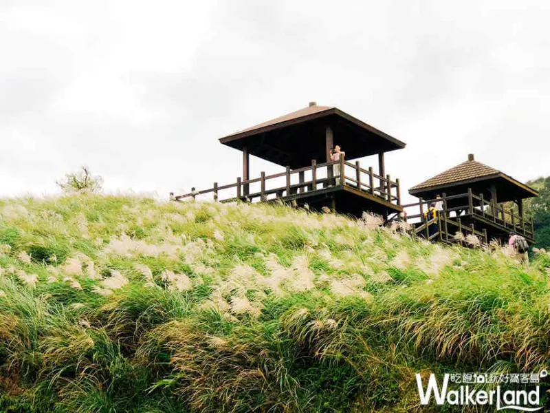 草嶺古道芒花季 10月30日花況