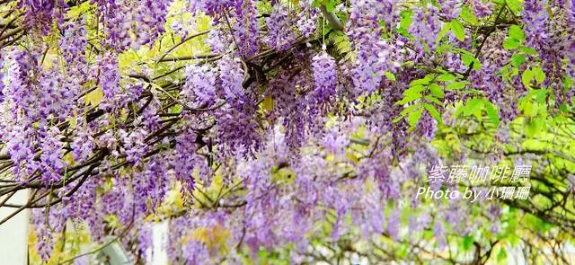 下個夏天來臨前！八間你一定要去的賞花咖啡館！追花的時間到了！