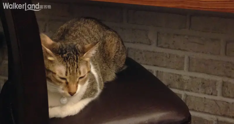 猫ちゃんの友達（貓咪先生的朋友） 東區 忠孝復興 寵物餐廳