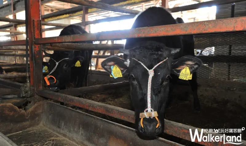 樂軒和牛專門店 日本和牛/ WalkerLand窩客島提供