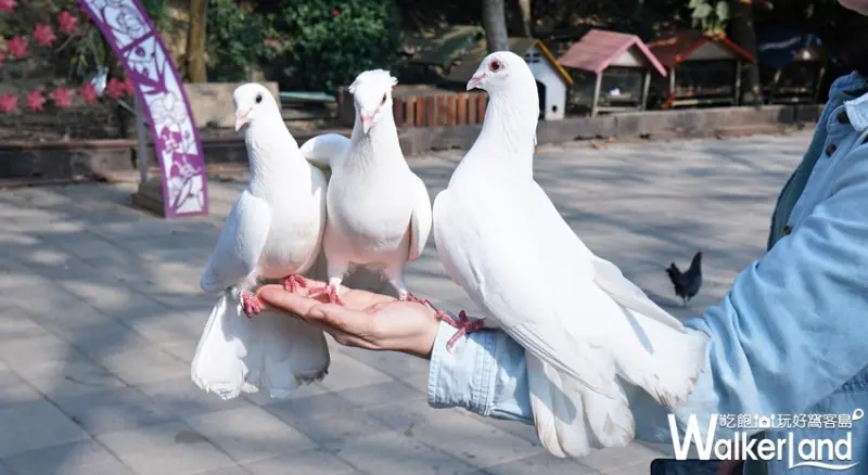 47個爆紅台南景點、必吃台南美食 / WalkerLand窩客島提供