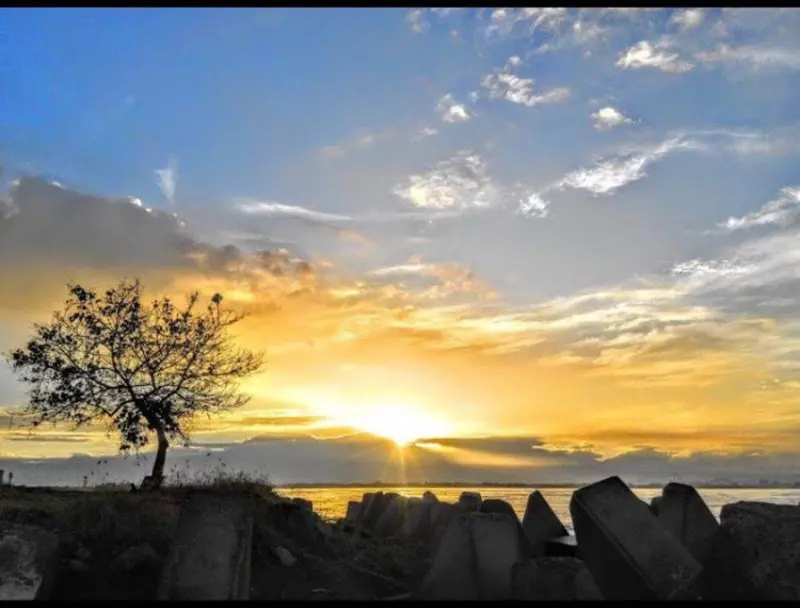 高雄市 市境之南樹