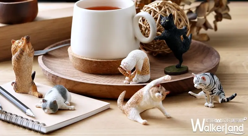 貓瑜珈大師 / WalkerLand窩客島提供