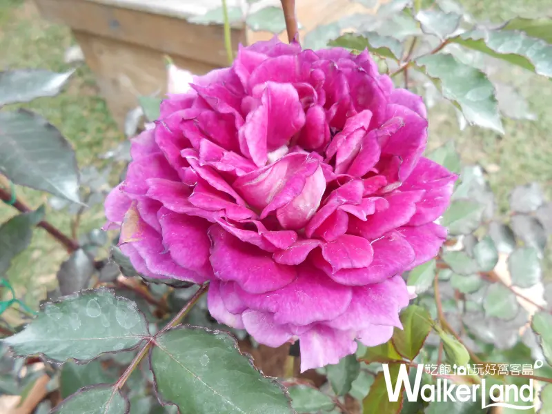 新生公園,玫瑰展,賞花