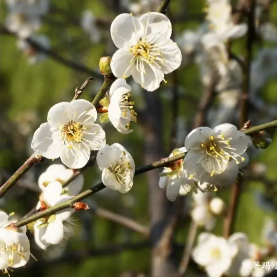 新竹景點推薦|清華大學梅園|梅花開了~不用人擠人新竹就可以看到梅花滿天下秘境報報-美食旅遊--踢小米遊樂