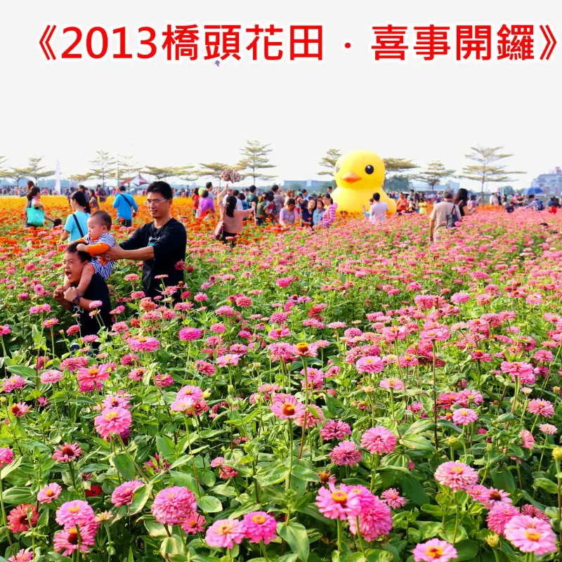 《2013橋頭花田．喜事開鑼》南台灣最有看頭的艷陽花香，來囉！